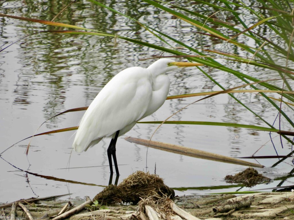 Veteran Guardian Angels Birding at Ballona Wetlands with Egrit Bird