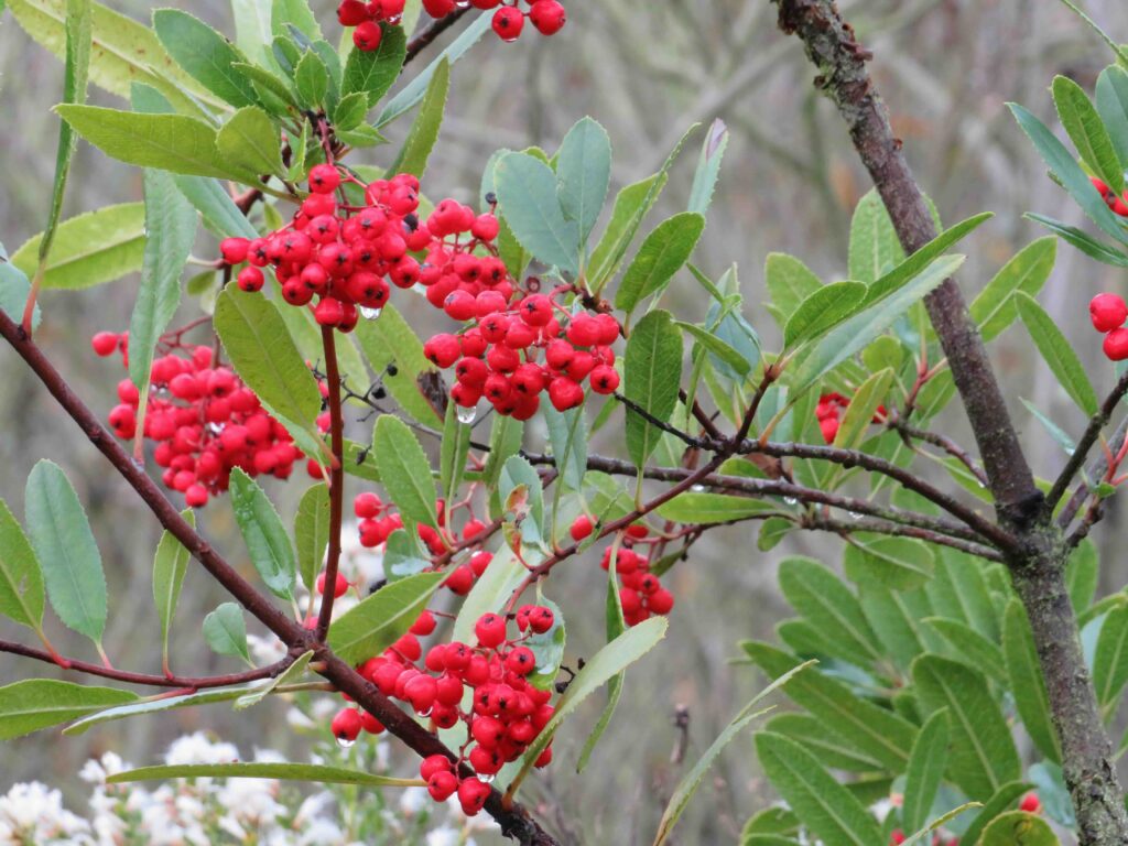 Veteran Guardian Angels Birding and Nature Hike with flowers